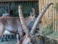 Alpensteinbock Männchen